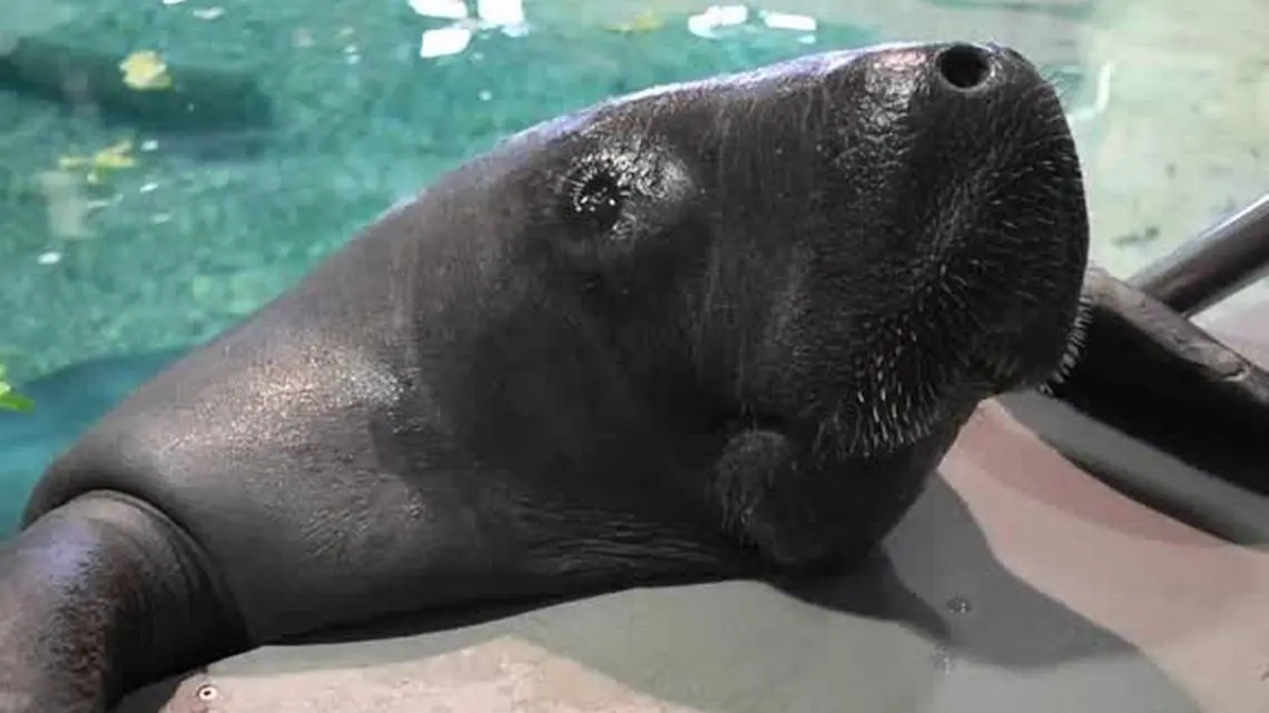 El manatí Snooty El manatí Snooty