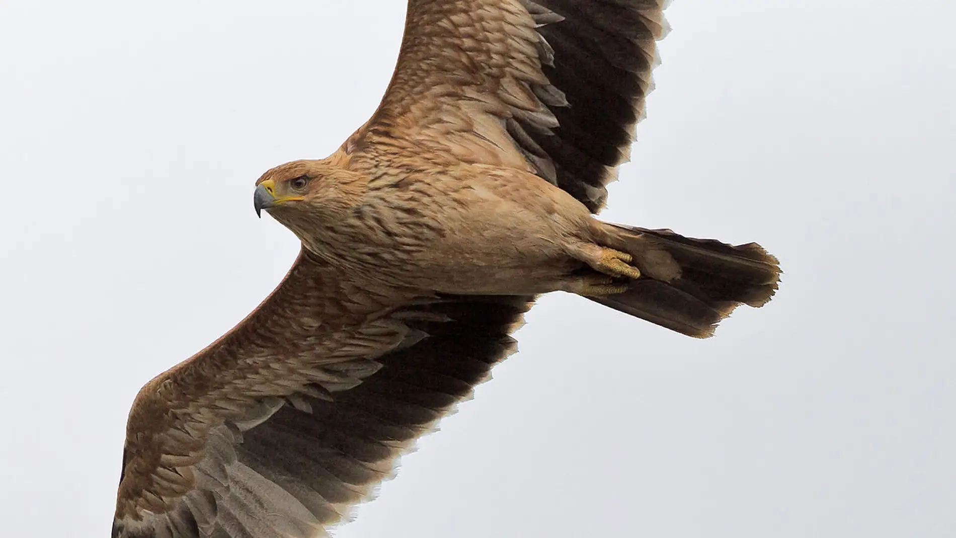 El incendio de Donana afecto a mas de 70 especies de aves y 38 mamiferos