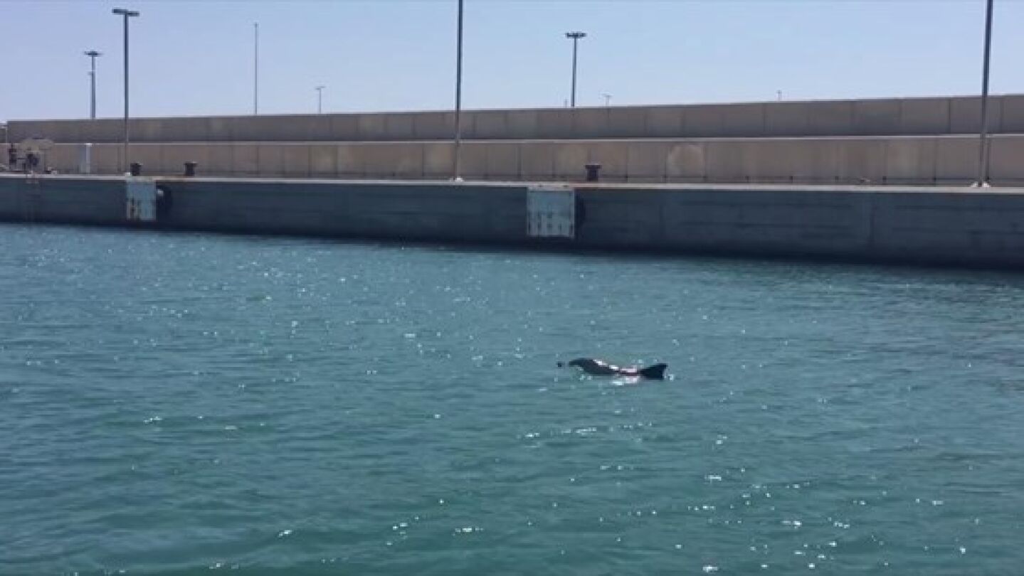 La cr&iacute;a de delf&iacute;n en el Puerto de Valencia