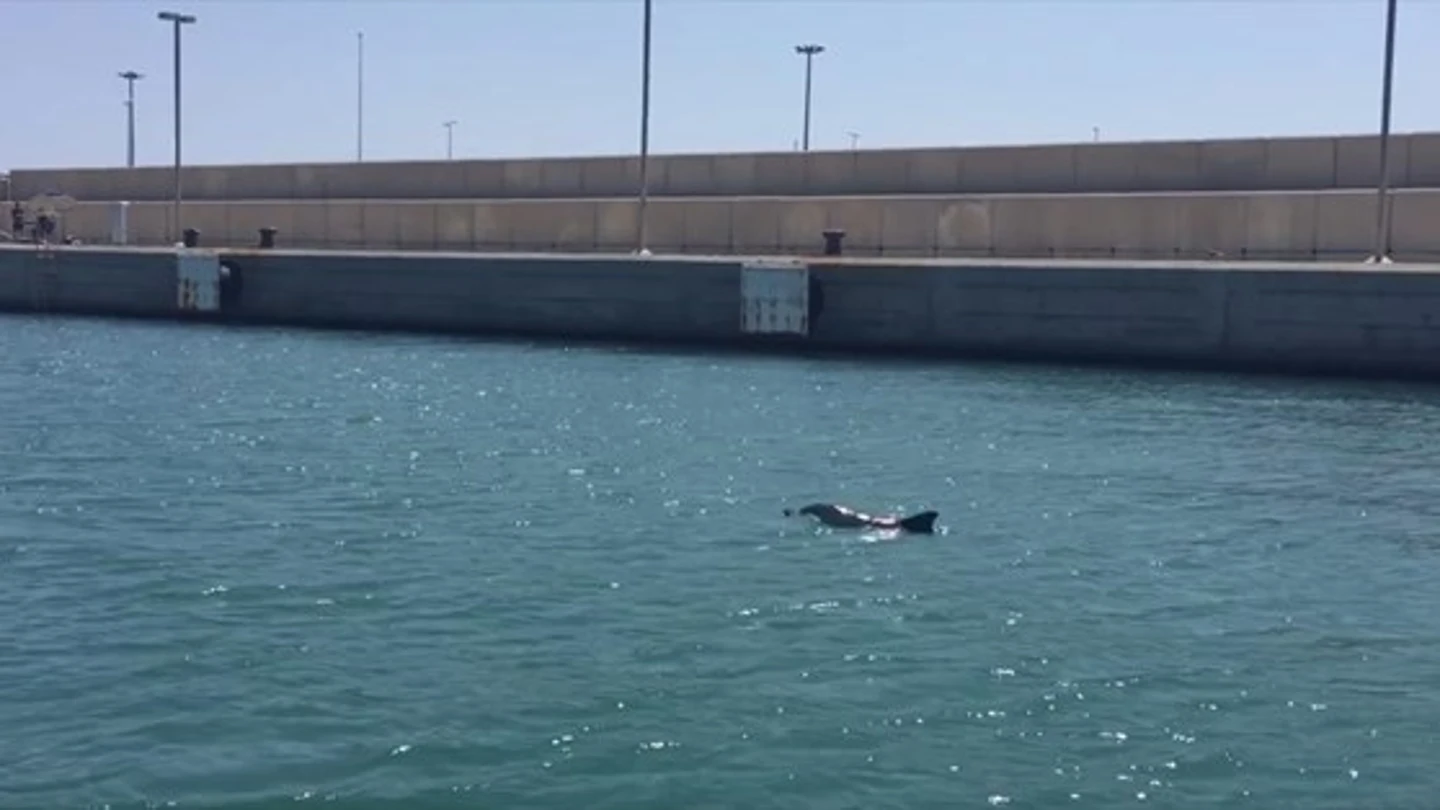 La cría de delfín en el Puerto de Valencia La cría de delfín en el Puerto de Valencia