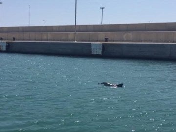 La cría de delfín en el Puerto de Valencia La cría de delfín en el Puerto de Valencia