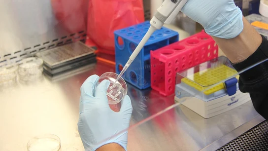 En un laboratorio manejan muestras En un laboratorio manejan muestras