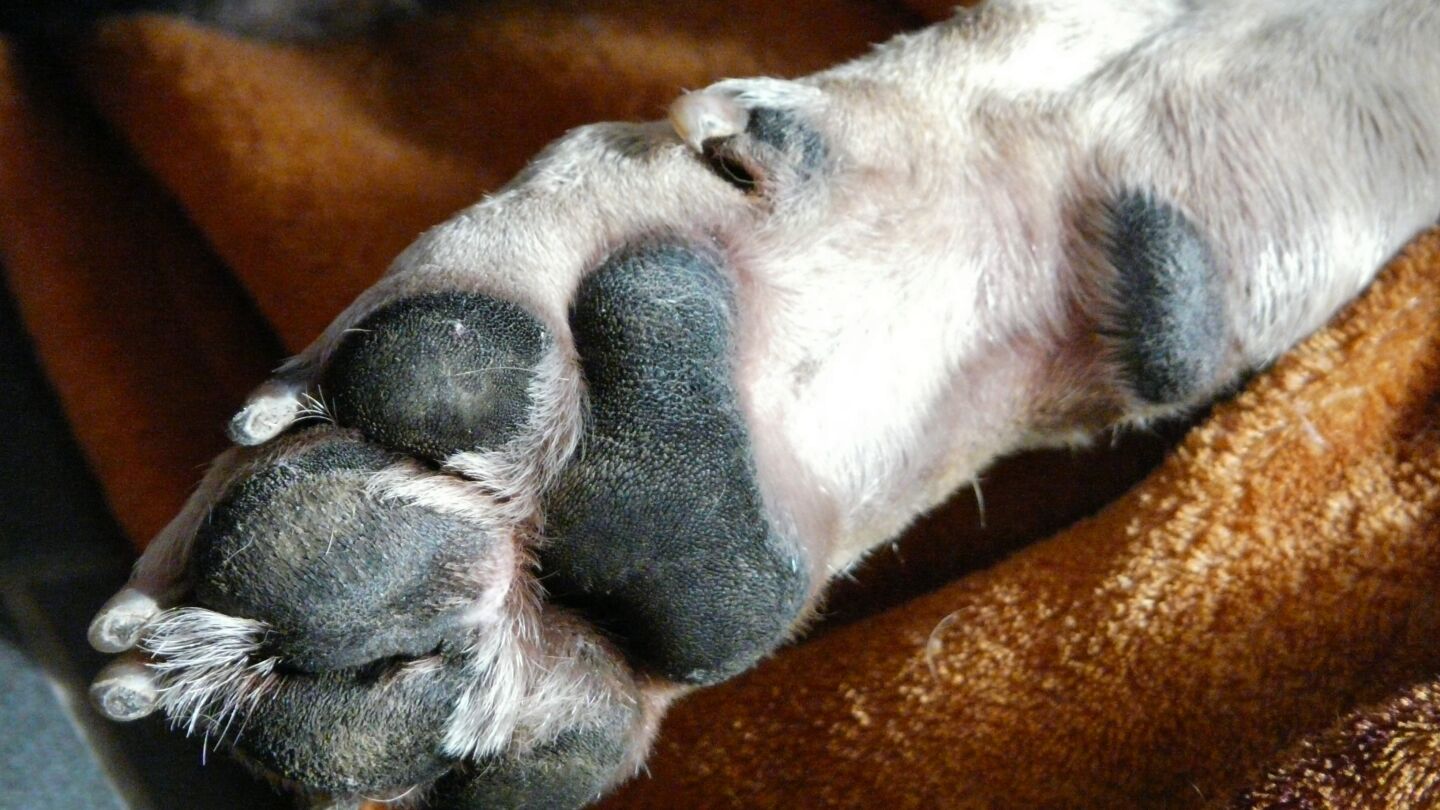 Pata de perro, imagen de archivo