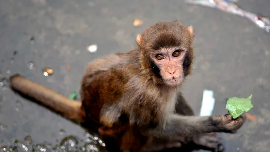 Imagen de archivo de un macaco Imagen de archivo de un macaco