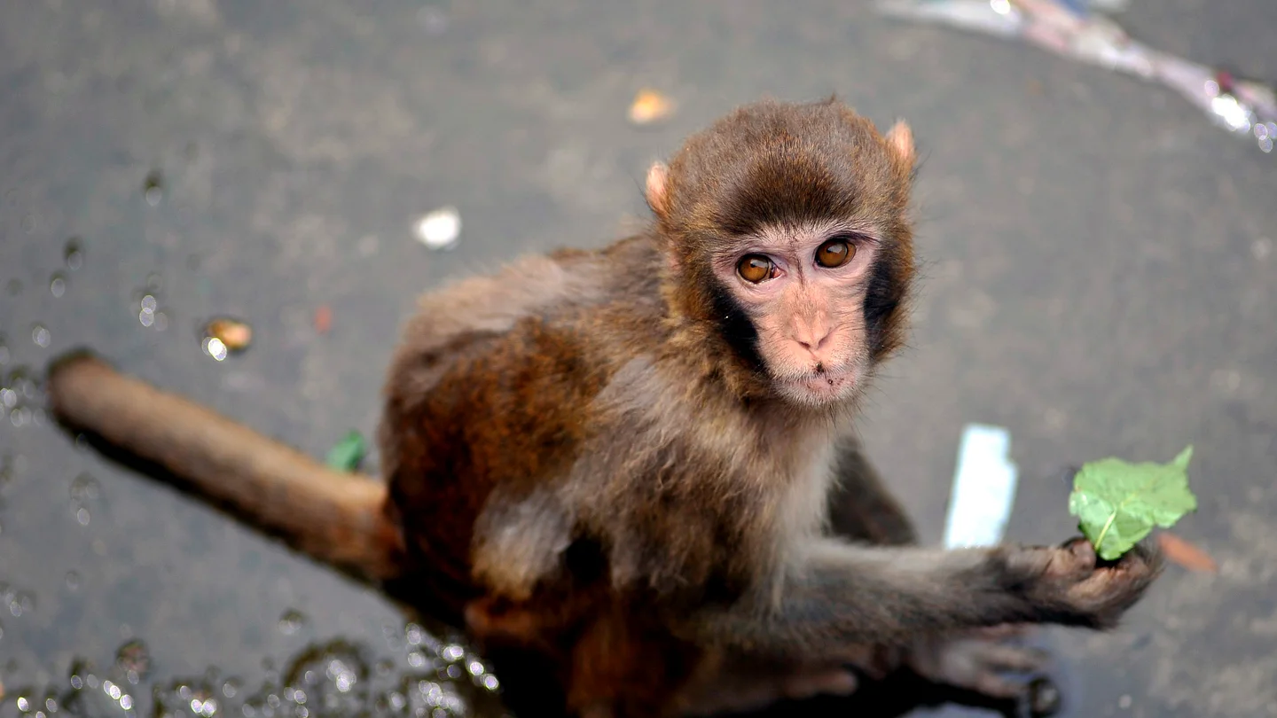 Imagen de archivo de un macaco Imagen de archivo de un macaco