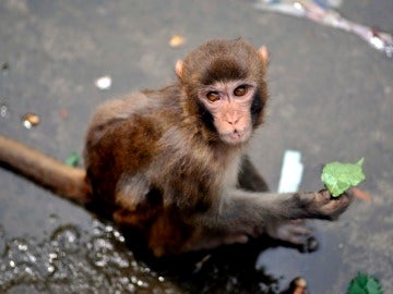 Imagen de archivo de un macaco Imagen de archivo de un macaco