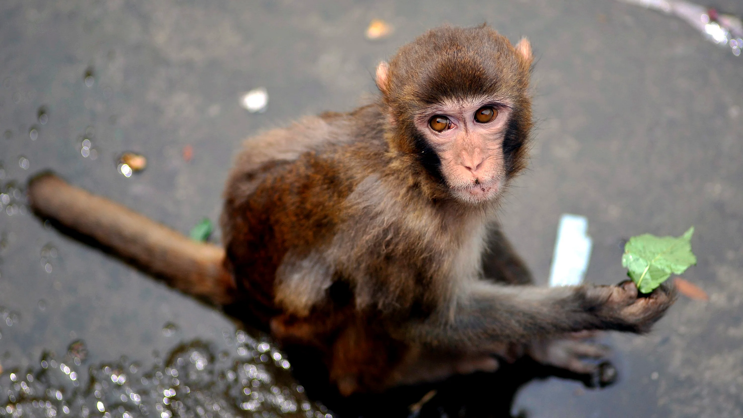 Imagen de archivo de un macaco