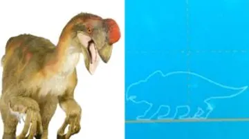 Imagen correcta del Oviraptor (izquierda) e imagen errónea del museo (derecha)
