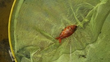  Encuentran un 'pez dorado' procedente de Asia Oriental en un charca de la Dehesa Municipal de Alpedrete 