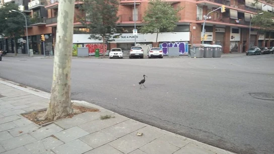 Una de las aves en las calles de Barcelona Una de las aves en las calles de Barcelona
