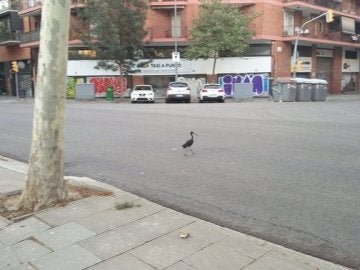 Una de las aves en las calles de Barcelona Una de las aves en las calles de Barcelona