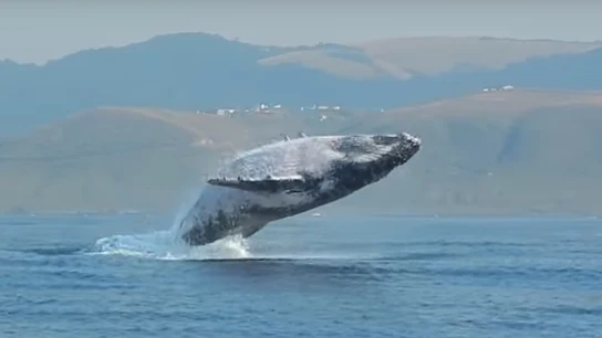 Salto de Ballena Salto de Ballena