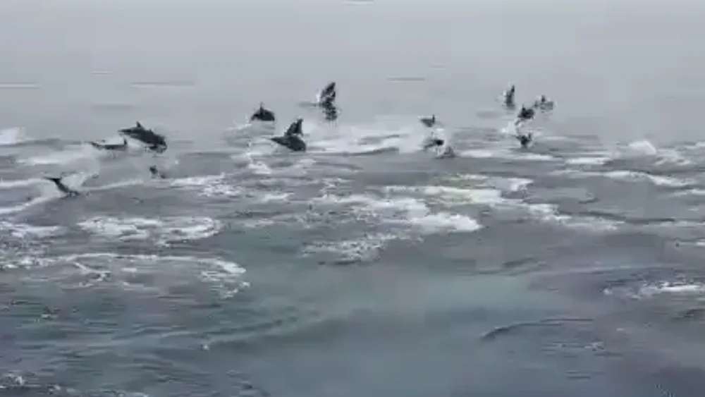 Delfines en Cabo de Gata