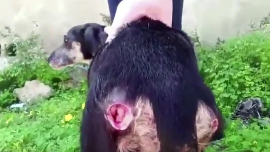 Perro con heridas rescatado Perro con heridas rescatado.