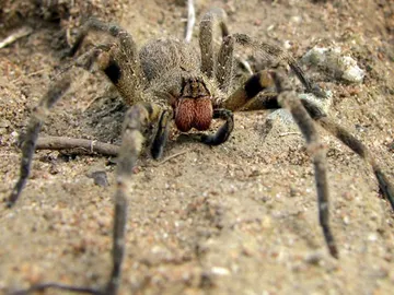 Phoneutria fera Phoneutria fera