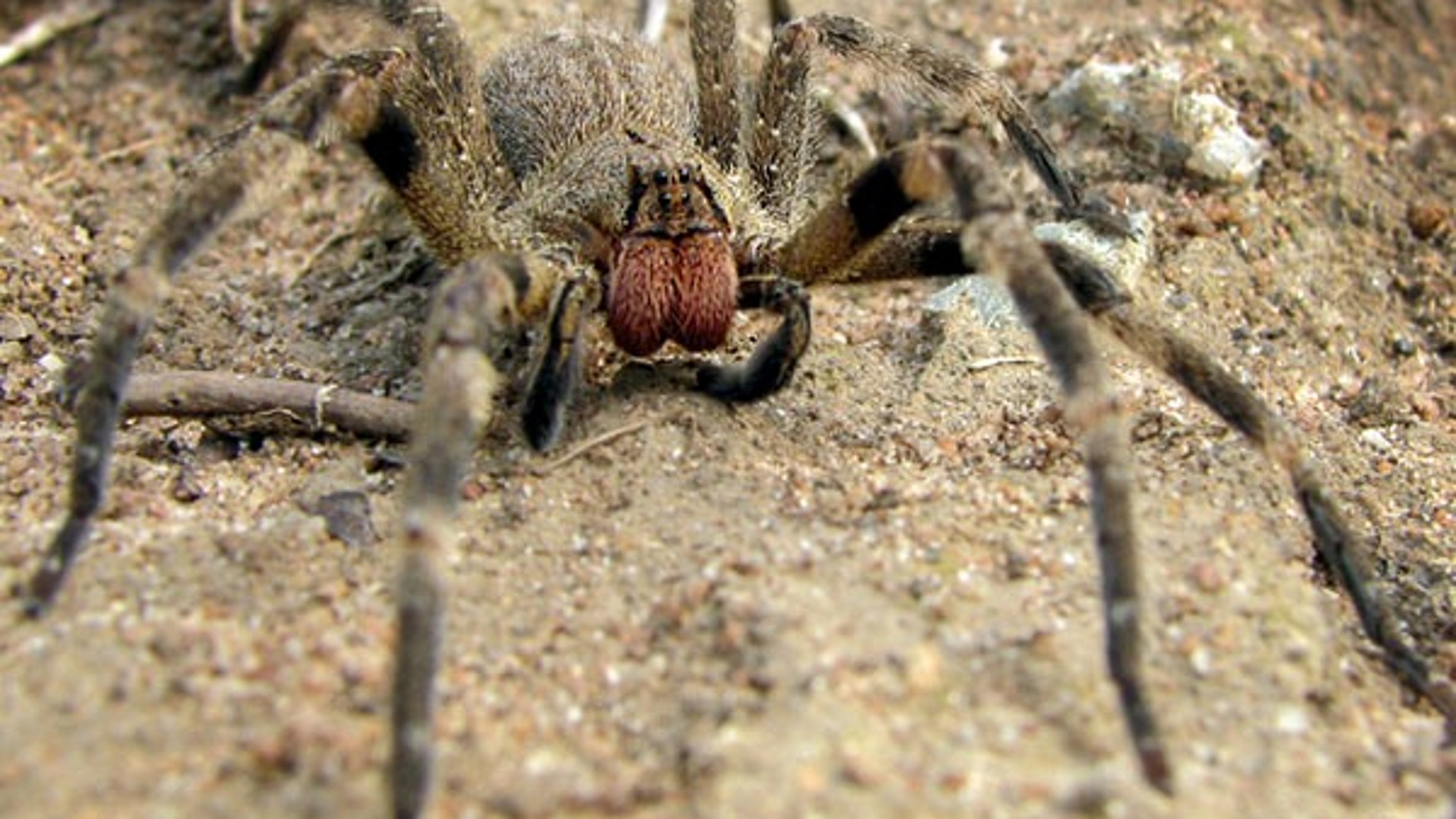 Phoneutria fera