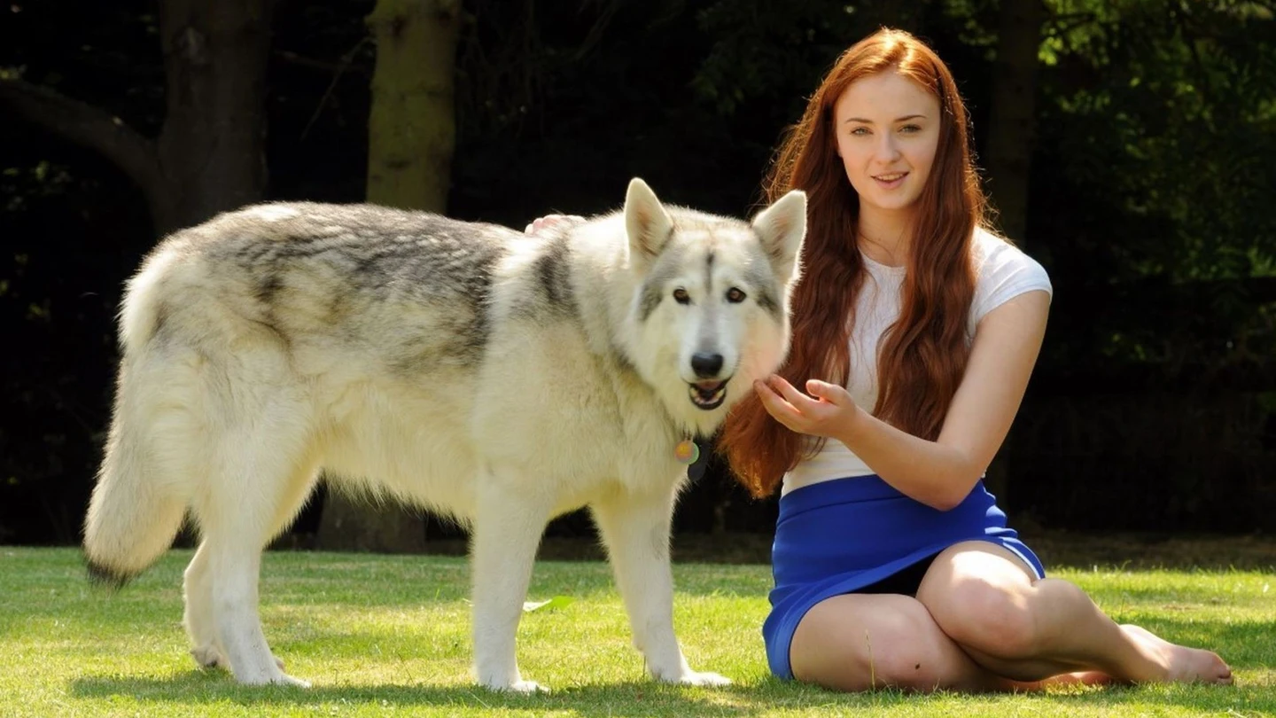 Sophie Turne, actriz que encarna en la ficción a Sansa Stark decidió quedarse con la perra que hizo de su loba Dama Sophie Turne, actriz que encarna en la ficción a Sansa Stark decidió quedarse con la perra que hizo de su loba Dama