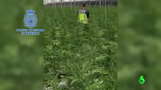 Un agente de la Policía Nacional inspecciona uno de los invernaderos de Granada Un agente de la Policía Nacional inspecciona uno de los invernaderos de Granada