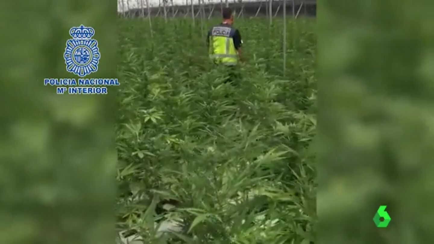 Un agente de la Polic&iacute;a Nacional inspecciona uno de los invernaderos de Granada