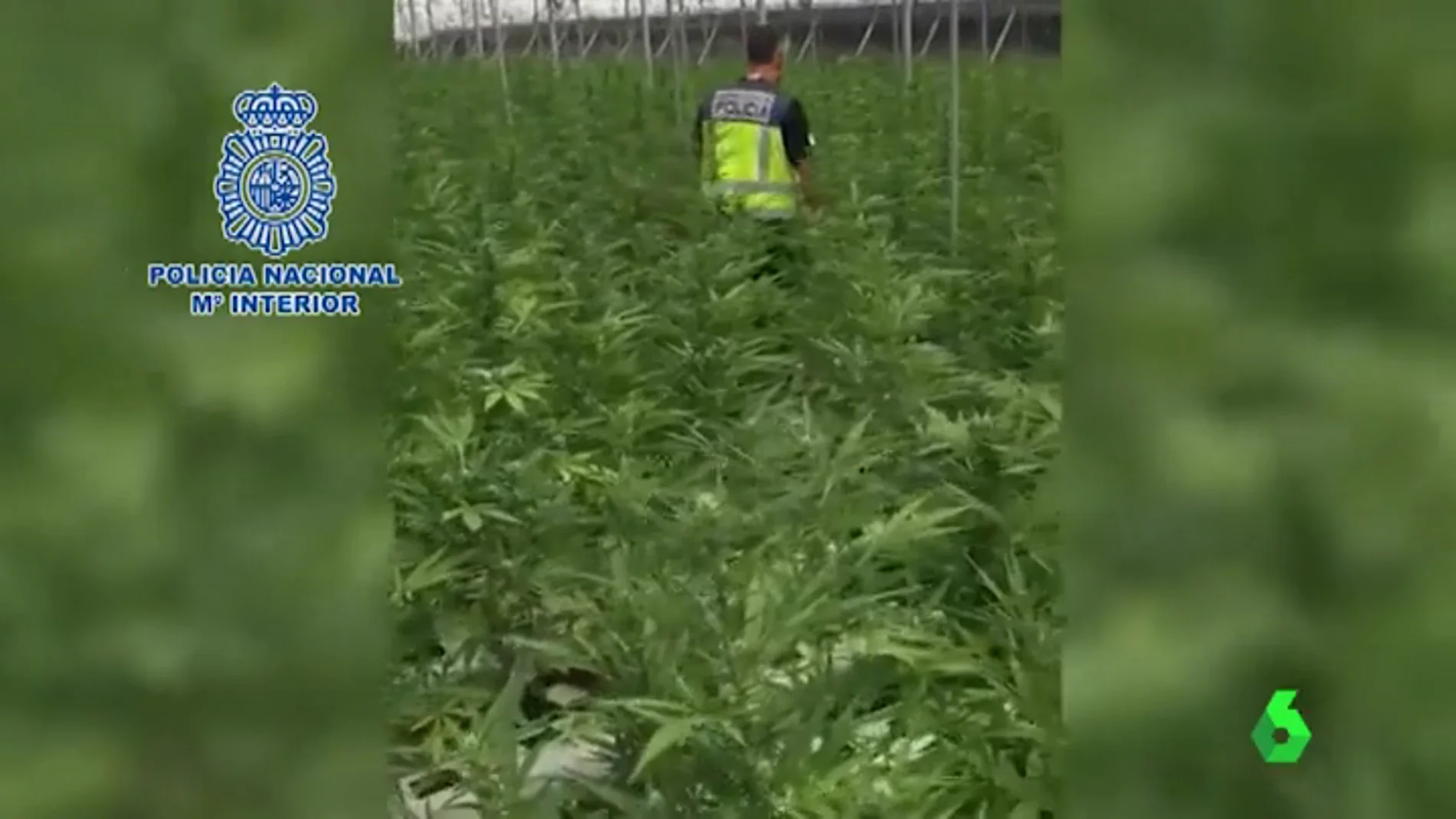 Un agente de la Policía Nacional inspecciona uno de los invernaderos de Granada