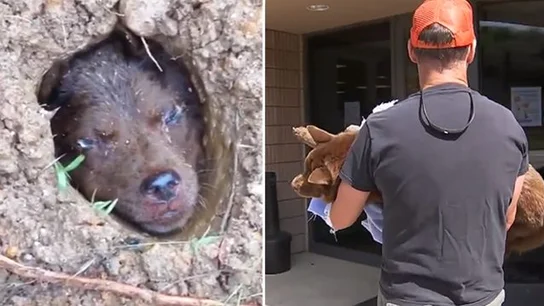 La perrita Lulu y el hombre que la rescató La perrita Lulu y el hombre que la rescató