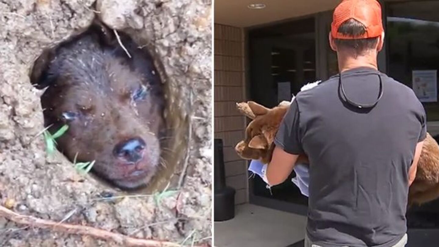 La perrita Lulu y el hombre que la rescat&oacute;
