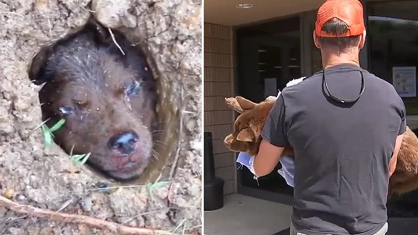 La perrita Lulu y el hombre que la rescató La perrita Lulu y el hombre que la rescató