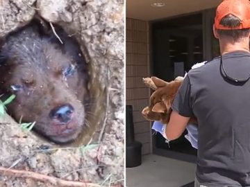 La perrita Lulu y el hombre que la rescató La perrita Lulu y el hombre que la rescató
