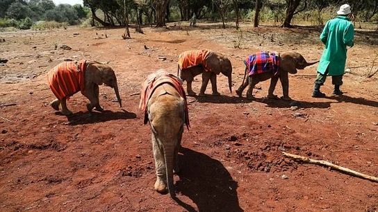 El elefante junto al resto de crías  El elefante junto al resto de crías
