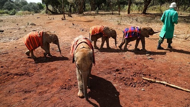 El elefante junto al resto de crías 