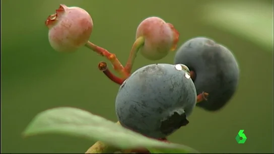 El arándano, un homenaje para el paladar con grandes beneficios para la salud El arándano, un homenaje para el paladar con grandes beneficios para la salud