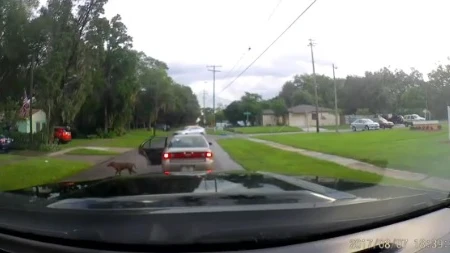 Una captura del vídeo en el que el perro es abandonado