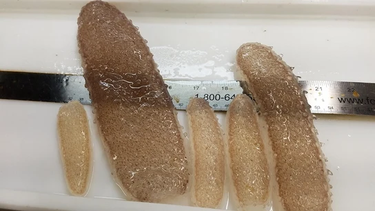 Aparecen unos misteriosos organismos gelatinosos en las playas de EEUU Aparecen unos misteriosos organismos gelatinosos en las playas de EEUU