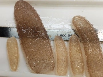 Aparecen unos misteriosos organismos gelatinosos en las playas de EEUU Aparecen unos misteriosos organismos gelatinosos en las playas de EEUU