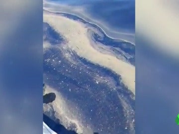 Algas tóxicas en Canarias Algas tóxicas en Canarias