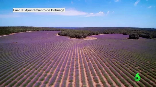 Una postal de campos teñidos de violeta: la lavanda de Guadalajara no tiene nada que envidiar a la Provenza Una postal de campos teñidos de violeta: la lavanda de Guadalajara no tiene nada que envidiar a la Provenza