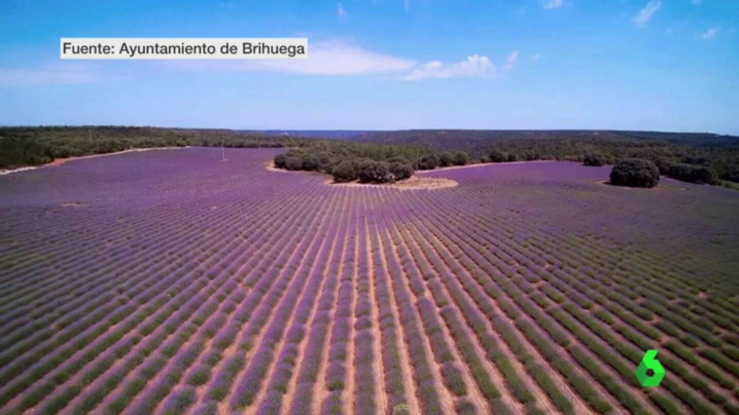 Una postal de campos te&ntilde;idos de violeta: la lavanda de Guadalajara no tiene nada que envidiar a la Provenza