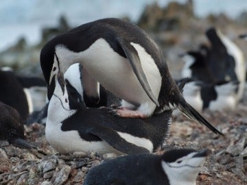 Ejemplares de pingüino barbijo 