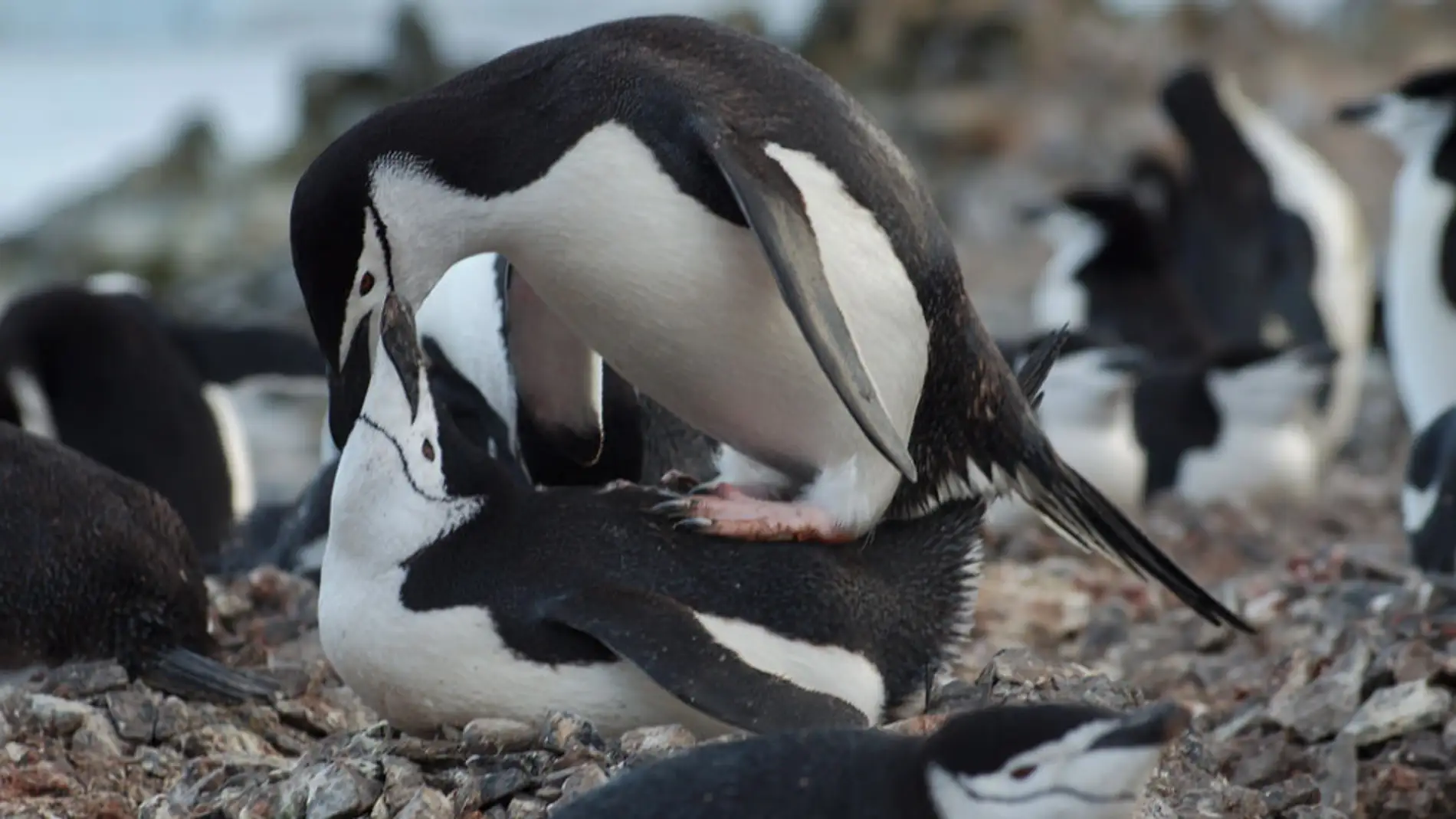 Ejemplares de pingüino barbijo 
