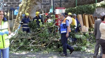 Árbol que se ha caído en Madeira matando a 11 personas