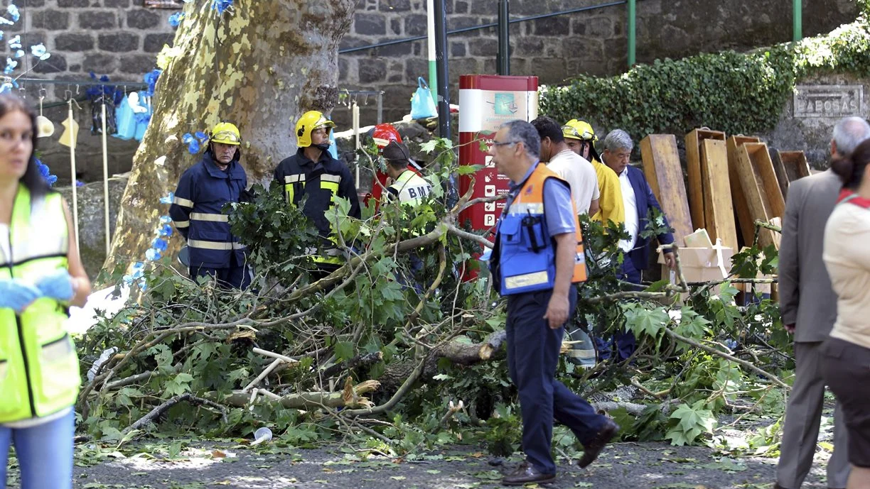 Árbol que se ha caído en Madeira matando a 11 personas