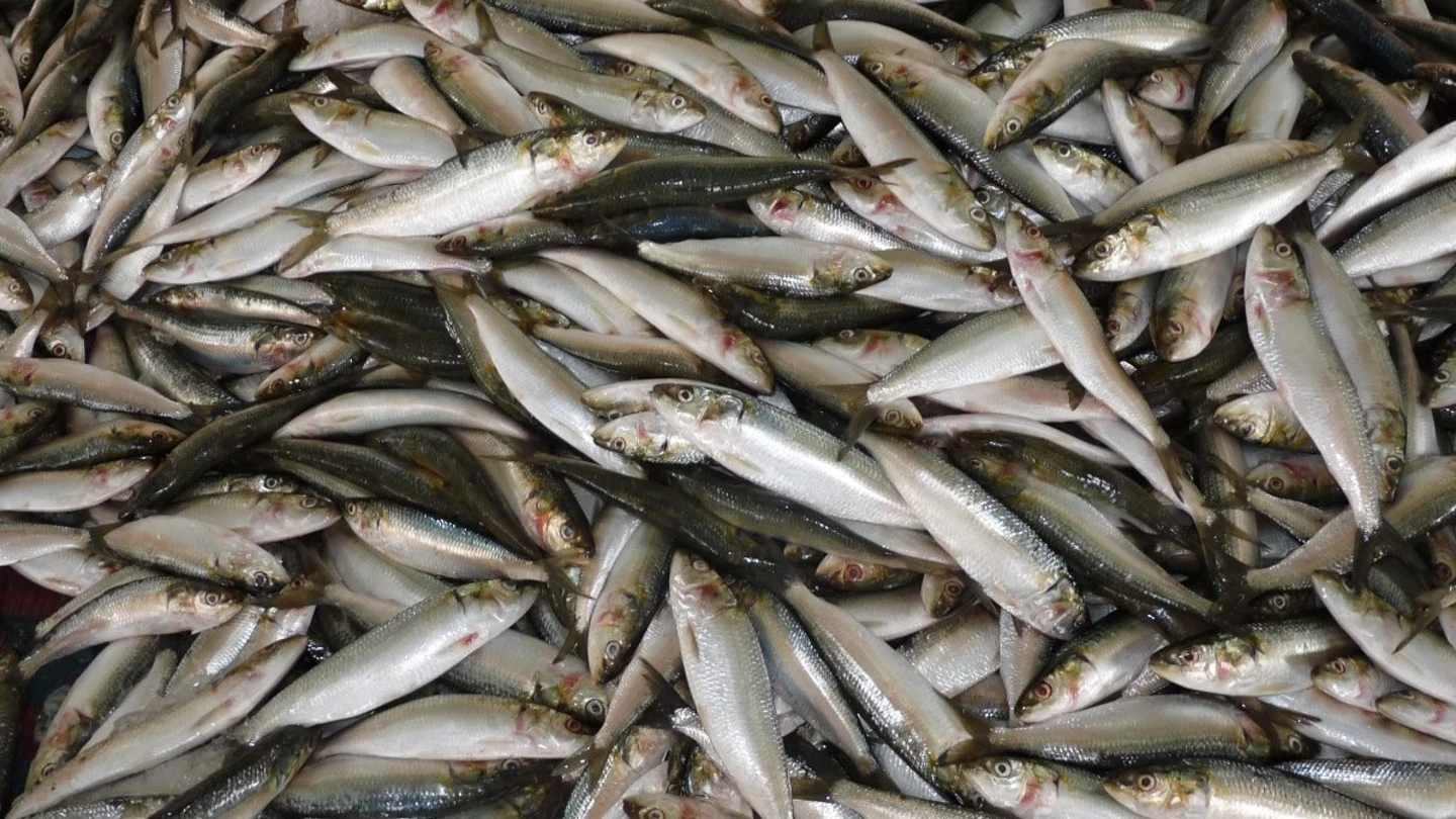 Sardinas Imagen de archivo de sardinas