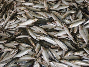 Imagen de archivo de sardinas Imagen de archivo de sardinas
