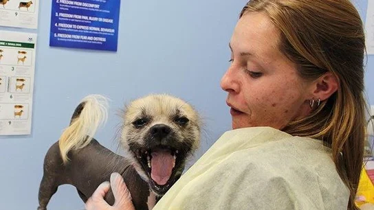 El perro ya está siendo cuidado por la protectora El perro ya está siendo cuidado por la protectora