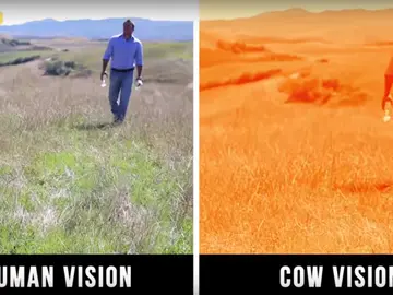 En este caso, la visión del ser humano y la de las vacas En este caso, la visión del ser humano y la de las vacas