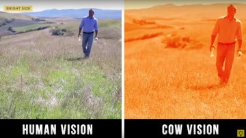 En este caso, la visión del ser humano y la de las vacas