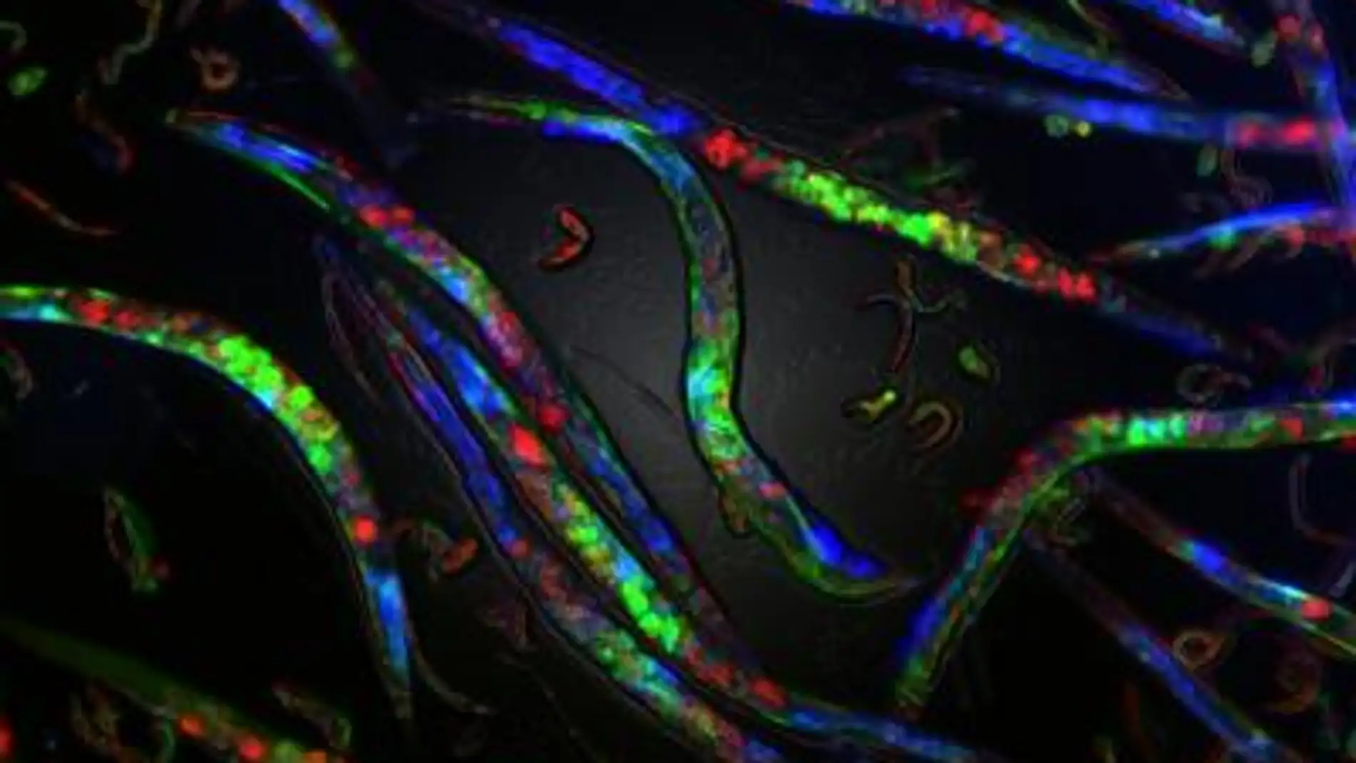 Problemas en la replicacion del ADN causan cambios epigeneticos que se heredan