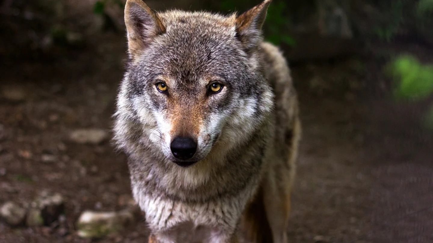 Imagen de archivo de un lobo ibérico Imagen de archivo de un lobo ibérico