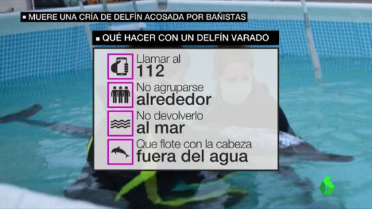 Llamar al 112 y no reintroducirlo en el mar, as&iacute; es c&oacute;mo debes actuar si te encuentras un animal varado en la playa 
