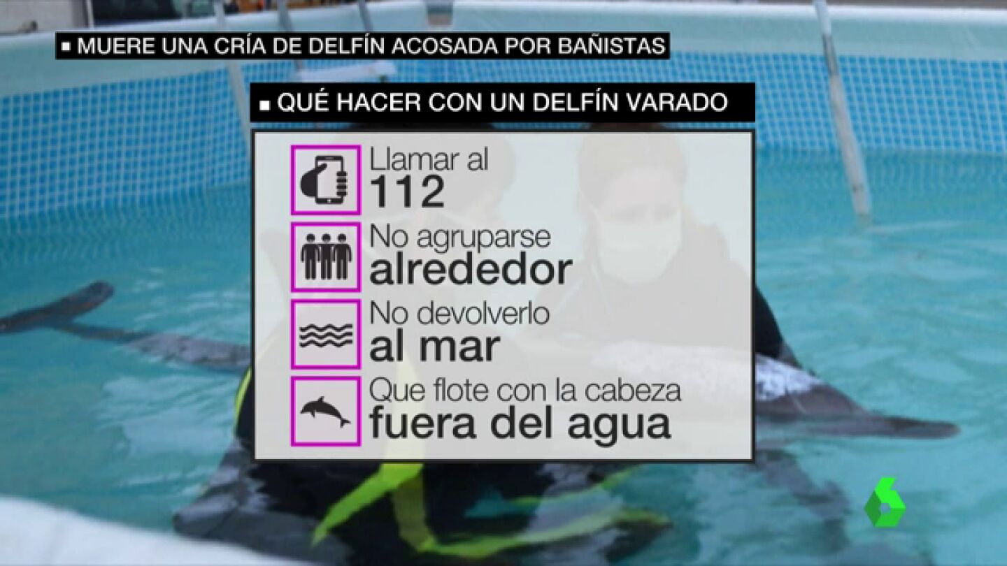 Llamar al 112 y no reintroducirlo en el mar, as&iacute; es c&oacute;mo debes actuar si te encuentras un animal varado en la playa 